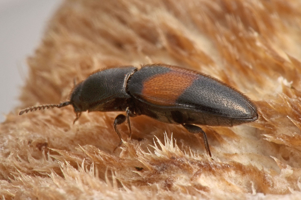 Lissomidae:  Drapetes mordelloides